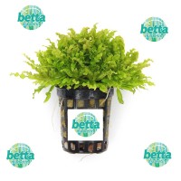 Dennerle Pogostemon Helferi Saksı