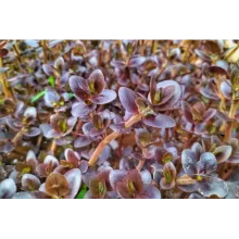 Bacopa salzmannii purple IN VITRO CUP 100CC /B192C CANLI BİTKİ ÖZEL TÜR