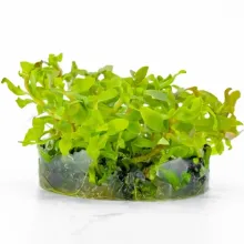 AMMANNİA SENEGALENSİS VİTRO 100CC/A10  CANLI BİTKİ ÖZEL TÜR