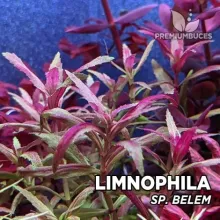 LİMNOPHİLA SP.BELEM IN VITRO / L41   CANLI BİTKİ ÖZEL TÜR