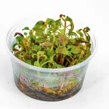 Alternanthera reineckii Red Broad Leaf VİTRO / A75  CANLI BİTKİ ÖZEL TÜR