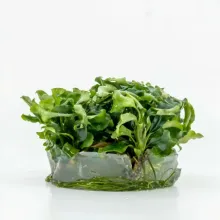 Bucephalandra bukit kelam vitro 100cc/B16