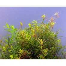 Rotala ceylon IN VITRO CUP / R04C  CANLI BİTKİ ÖZEL TÜR