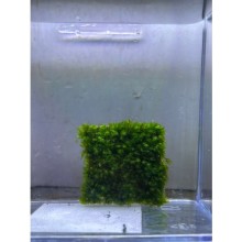 miroshaki moss 5x5 Tele sarılı moss