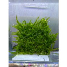 pilo moss 5x5 tele sarılı