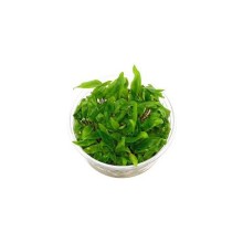 Cryptocoryne beckettii IN VITRO/c03