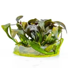 Echinodorus red diamond vitro 100cc/E62