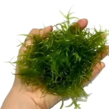 Lepistes Otu 1 Porsiyon (1 Pet Bardak )