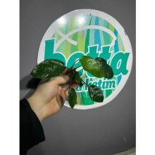 Anubias barteri var nana ( paxing ) 1 kök