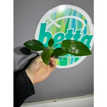 Anubias hastifolia 1 kök