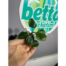Anubias barteri round  ( golden coin ) 1 kök