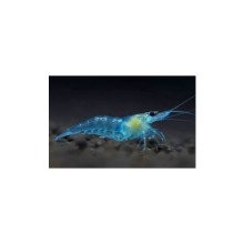 Mavi Jelly karides ( 5 adet )