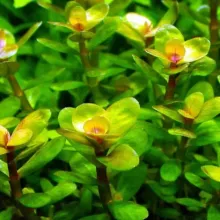 Rotala bonsai red indo vitro bikti 100cc/R40