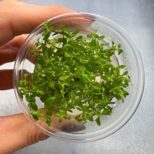 Penthorum sedoides vitro 100cc/P15
