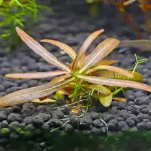 Hygrophila ringens in vitro 100cc/H57