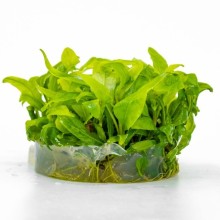 Hygrophila costata in vitro 100cc/H44