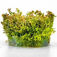 Rotala macrandra narrow leaf vitro 100cc/R26