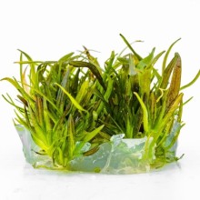 Echinodorus rose vitro 100cc/E11