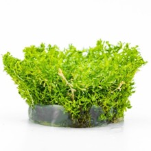 Rotala nanjenshan vitro 100cc/R35