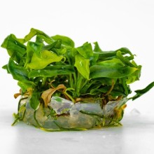 Anubias minima vitro 100cc/A16