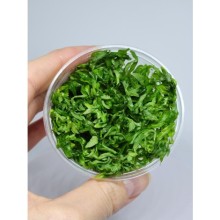 Pogostemon octopus vitro 100cc/P04