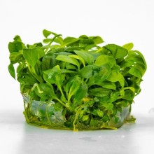 Anubias heterophylla mini vitro 100cc/A35