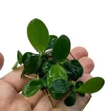 Anubias nangi vitro 100cc/A77