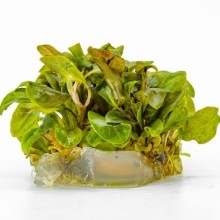 Samolus parviflorus red  in vitro 100cc/S23