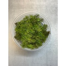 Myriophyllum aquaticum roraima in vitro 100cc/M30
