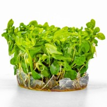 Bacopa madagascariensis vitro100cc/B07c