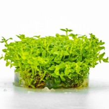 Bacopa salzmannii araguaia vitro 100cc/B06