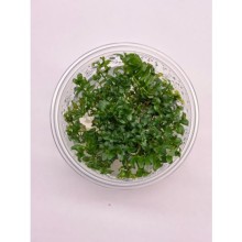 Ludwigia inclinata curly vitro 100cc/L47