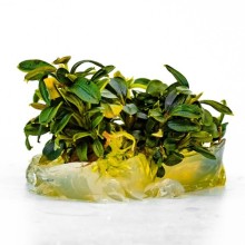 Bucephalandra brownie phoenix vitro 100cc/B139