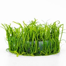 LİLAOEPSİS MAURİTİANA 100CC/L03