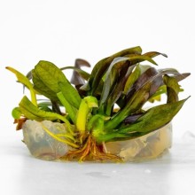 ECHİNODORUS FANCY TWİST VİTRO 100CC/E64