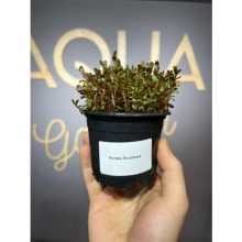 Rotala Blood Red  ( saksı)