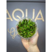 Echinodorus latifolius in vitro 300cc/E31