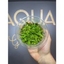 Hygrophila pinnatifida in vitro 300cc/H15