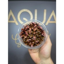 Alternanthera reineckii mini in vitro 300cc/A03