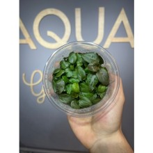 Lagenandra meeboldii Red in vitro 300cc/L01