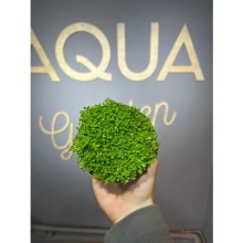 Micranthemum monte carlo ( saksı )