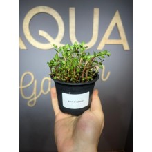 Rotala mexicana  bangladesh ( saksı )