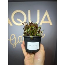 Ludwigia diamond ( saksı )