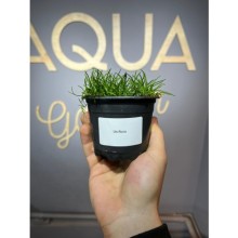 Littorella uniflora ( saksı )