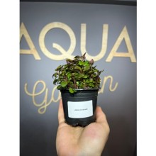 Lobelia cardinalis ( saksı )