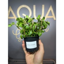 Hygrophila difformis variegated ( saksı )