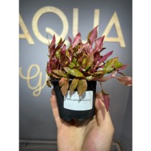 Alternanthera rosanervig ( saksı )