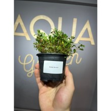 Rotala ramosoir sunset ( saksı )