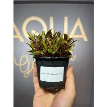 Alternanthera reinicki mini ( saksı )