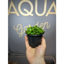 Staurogyne repens ( saksı )